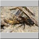 Lindenius albilabris - Grabwespe w04i 7mm - mit Lygus pratensis-Weichwanze -m- beim Nesteintrag - OS-Hasbergen Lehmhuegel.jpg